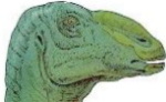 Particolare della testa di Adrosauro